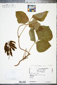 Pueraria montana image