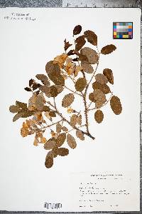 Robinia hispida image