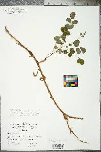 Robinia hispida var. nana image