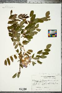 Robinia hispida var. nana image