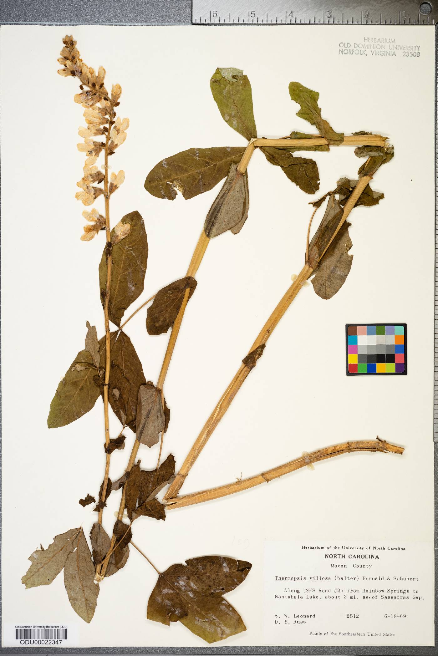 Thermopsis villosa image