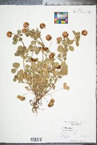 Trifolium hybridum image