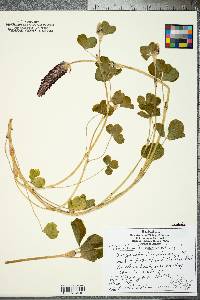 Trifolium incarnatum image