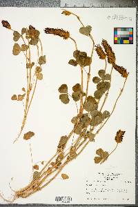 Trifolium incarnatum image