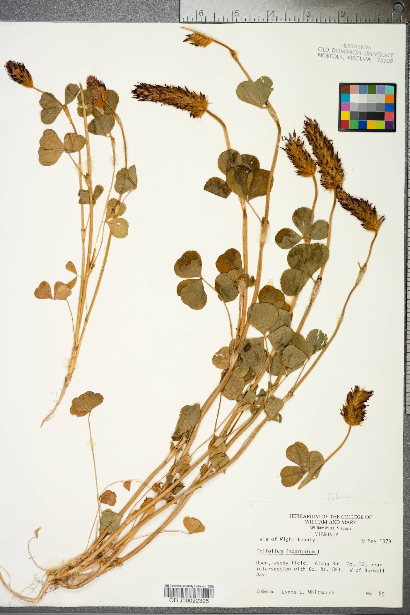 Trifolium incarnatum image