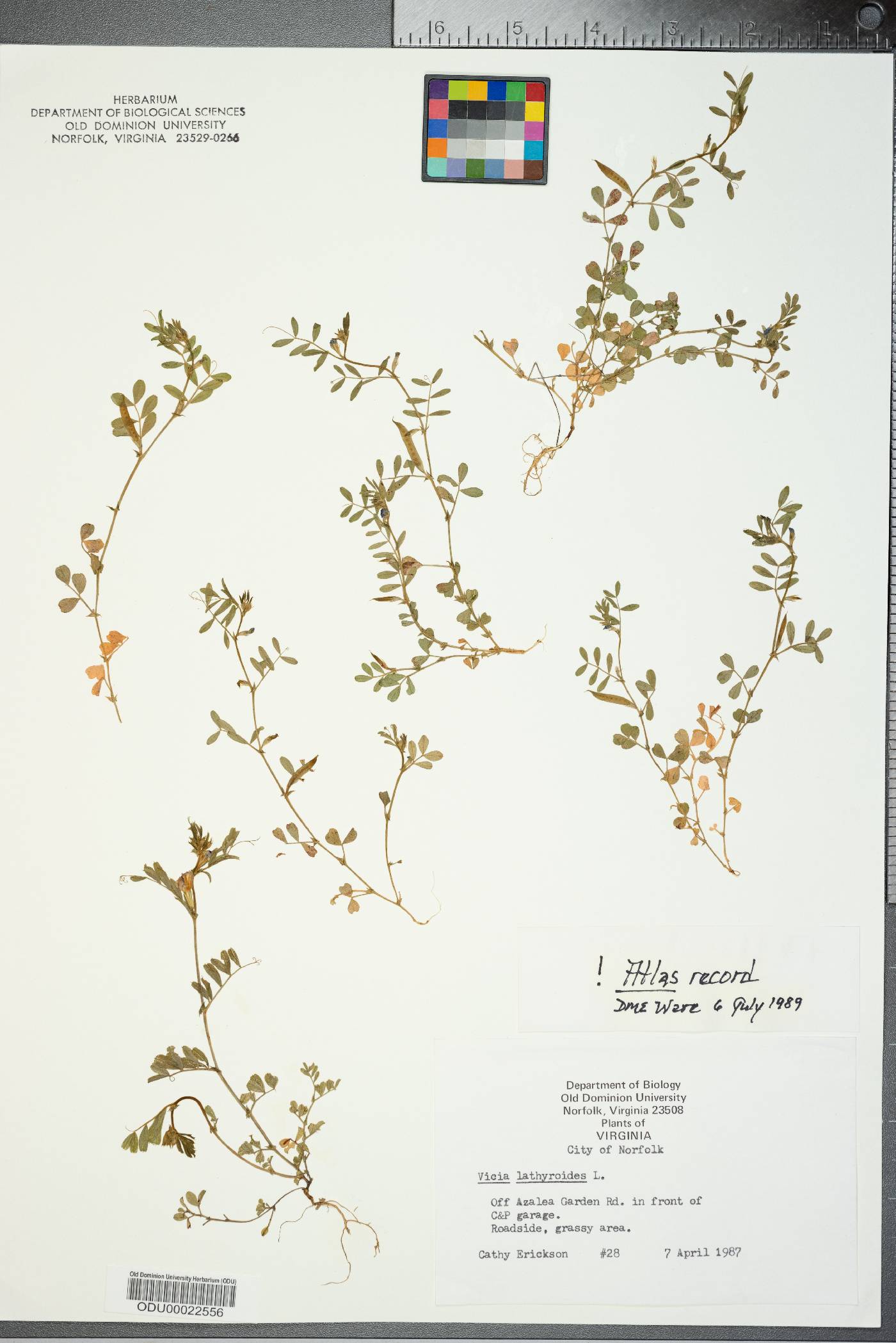 Vicia lathyroides image