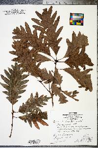 Quercus bicolor image