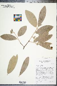 Quercus incana image