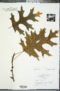 Quercus coccinea image