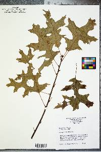 Quercus coccinea image