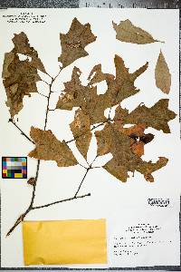 Quercus ilicifolia image