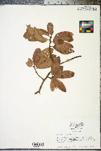 Quercus incana image