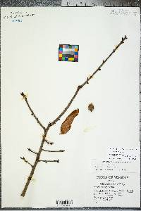 Quercus incana image