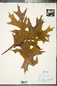 Quercus laevis image