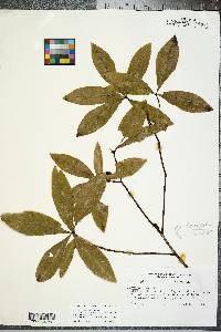 Quercus laurifolia image