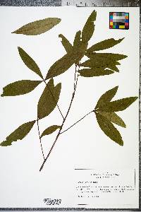 Quercus laurifolia image