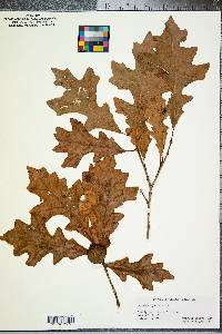 Quercus lyrata image