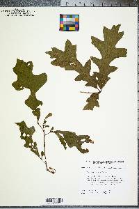 Quercus lyrata image