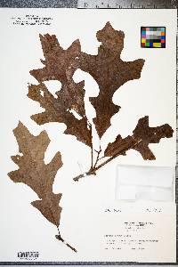 Quercus lyrata image