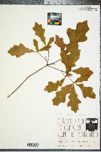 Quercus lyrata image