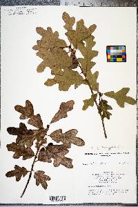 Image of Quercus margarettae