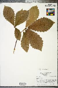 Quercus montana image