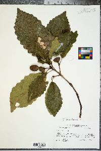 Quercus montana image