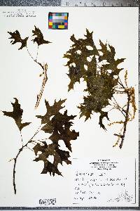 Quercus palustris image