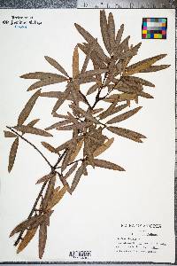 Quercus phellos image