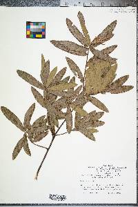 Quercus phellos image