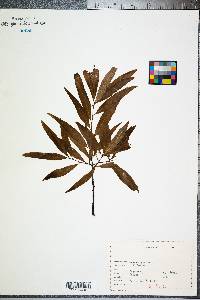 Quercus phellos image