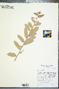 Quercus virginiana image