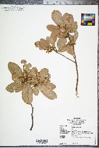 Quercus virginiana image