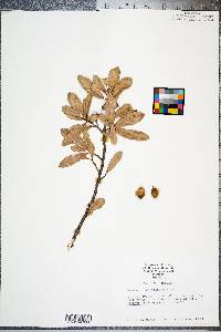 Quercus virginiana image