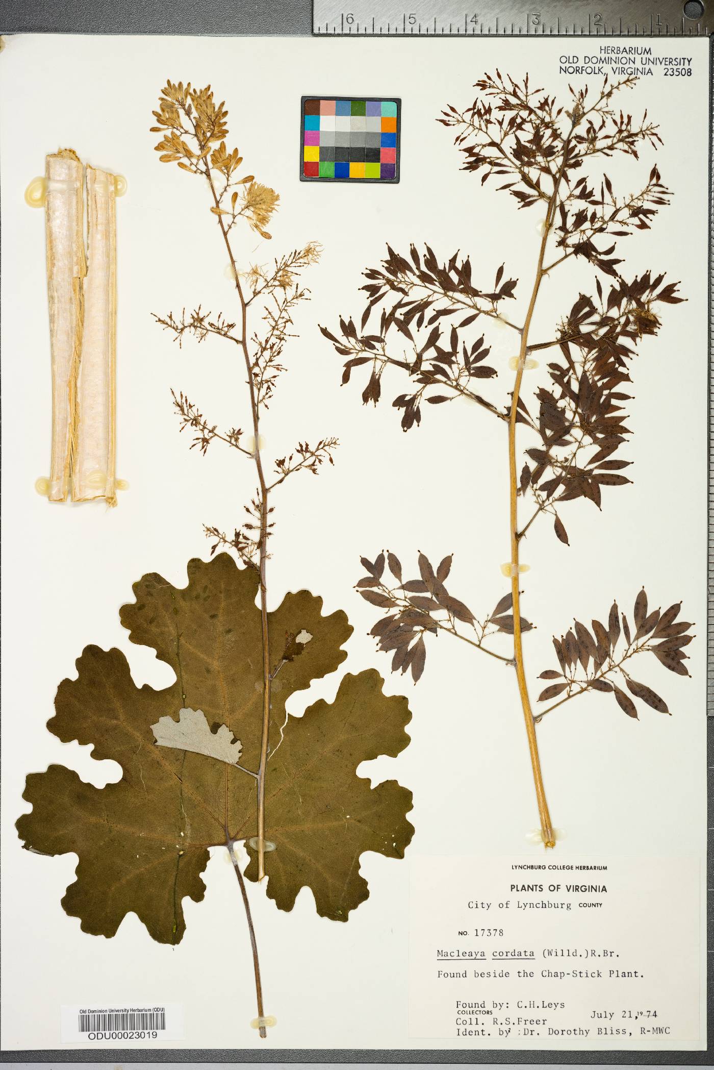 Macleaya cordata image