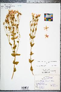 Sabatia angularis image