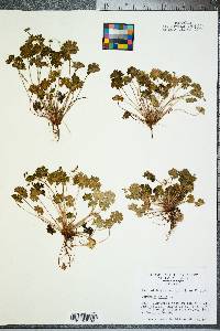 Geranium molle image