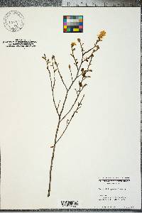 Fothergilla gardenii image