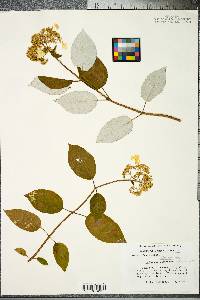 Hydrangea arborescens subsp. radiata image