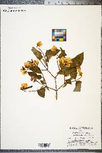 Philadelphus inodorus image