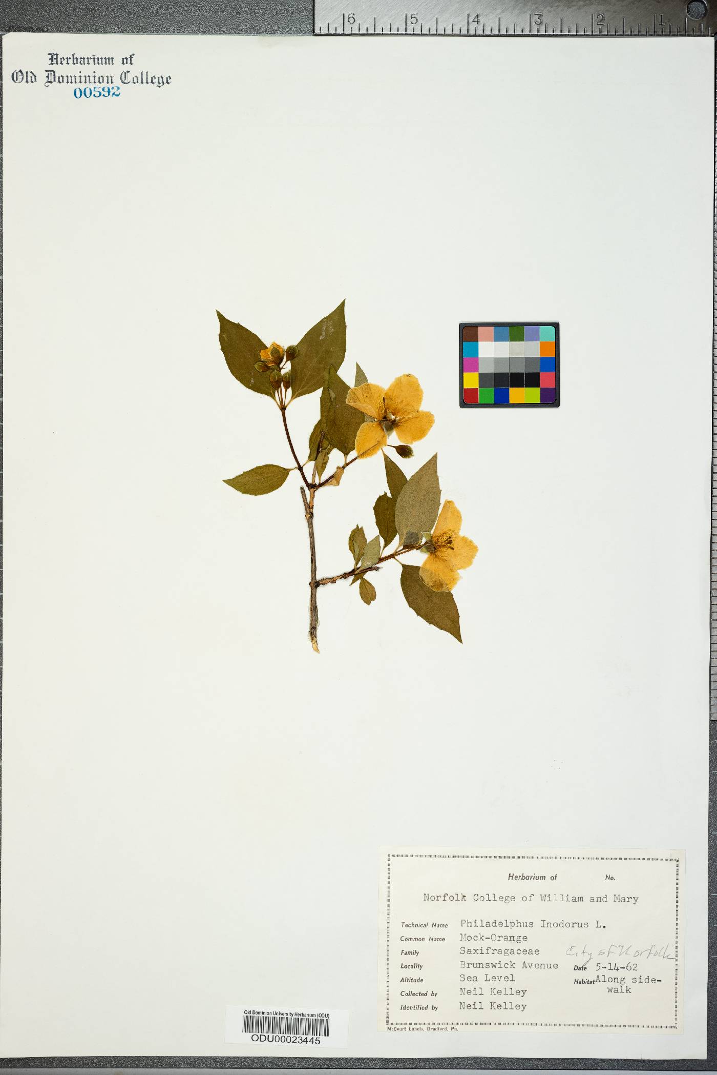 Philadelphus inodorus image