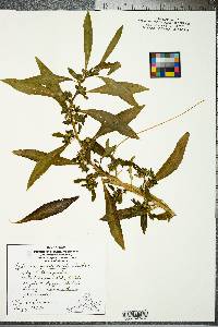 Hydrolea quadrivalvis image