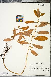 Hypericum walteri image