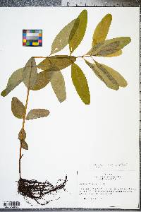 Hypericum walteri image