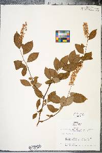 Cyrilla racemiflora image