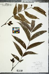 Carya aquatica image