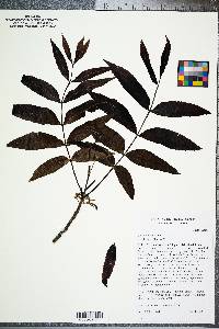 Carya aquatica image