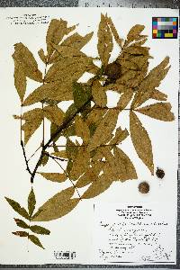 Carya pallida image