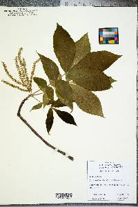 Carya pallida image