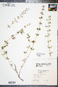 Image of Clinopodium calamintha